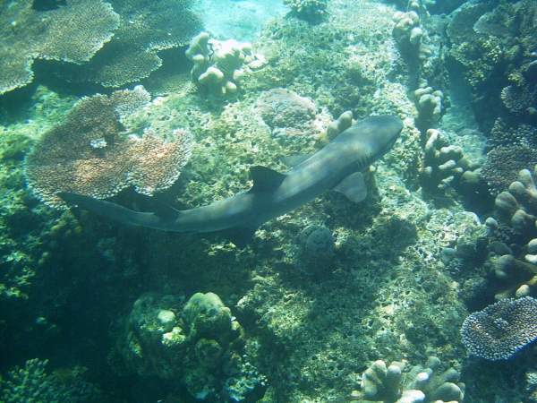 White-tip reef shark